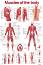 Muscles of the body - 50 x 70 cm - ������
