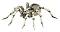 Фигурка на паяк Тарантула Papo - От серията "[[conn:5842|Диви животни||] - 