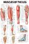 Muscles of the Leg - 80 x 100 cm - ������