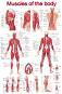 Muscles of the body - 50 x 70 cm - ������