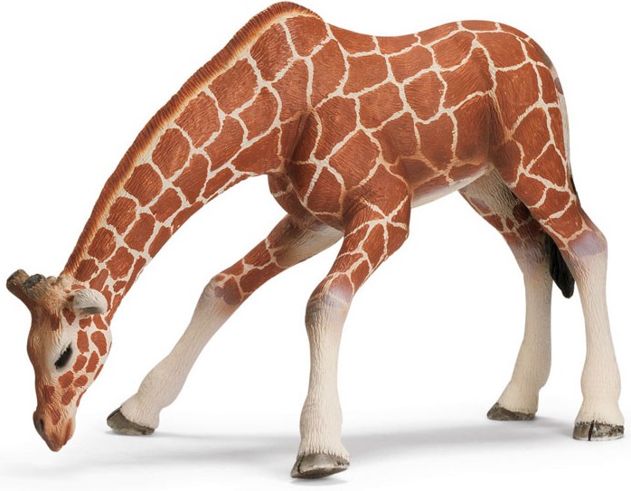 ������ ����� ���� ���� - ������ �� ������� Wild Life - ������