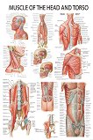 Muscle of the Head and Torso - 