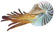 ��������� �� �������� Nobby Nautilus - 