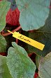 ������� �� ���������� �� �������� Nortene Tree label
