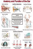 Anatomy and Function of the Ear - 