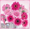 �������� �� ������� Ambiente Pink gerberas