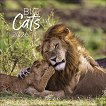 ������ �������� - Big Cats 2026 - 