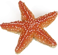 Морска звезда - Фигура от серията "Морски животни" - фигура